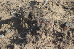 Grusonia