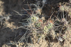 Grusonia