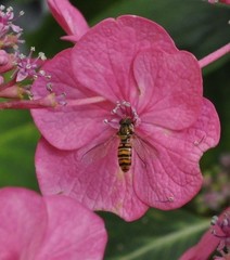 Episyrphus balteatus