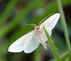 Rhodometra sacraria