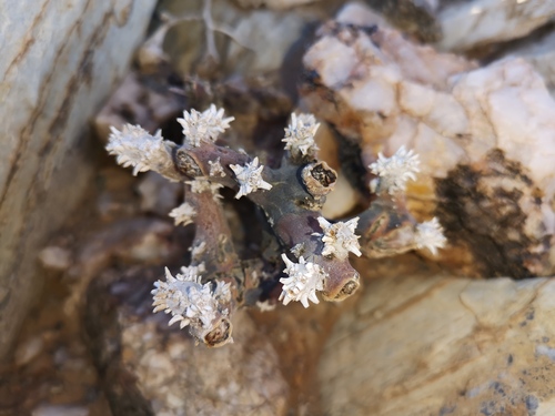 Monsonia multifida