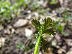 Ribes americanum