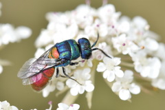 Chrysis scutellaris