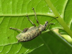 Phyllobius glaucus