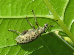 Phyllobius glaucus