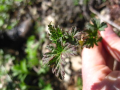 Ribes americanum