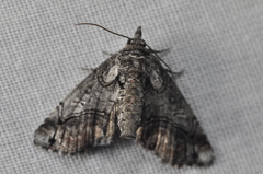 Paectes abrostolella