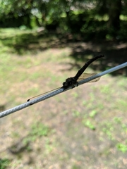 Ascaloptynx