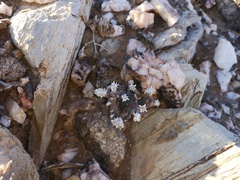 Monsonia multifida