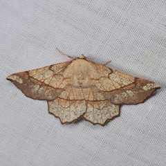 Euchlaena mollisaria