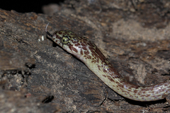 Dipsadoboa aulica