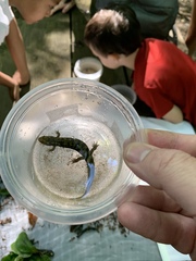 Desmognathus marmoratus