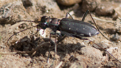 Cicindela punctulata punctulata
