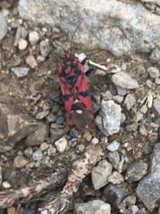 Spilostethus pandurus