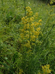 Galium verum