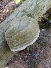 Fomes fomentarius