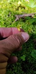 Ranunculus lapponicus