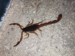 Centruroides ochraceus
