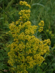 Galium verum