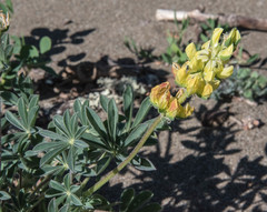 Lupinus densiflorus