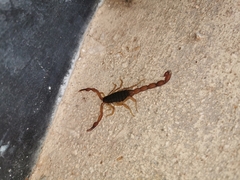 Centruroides ochraceus