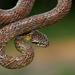 Marbled Tree Snake - Photo (c) Bart Wursten, some rights reserved (CC BY-NC), uploaded by Bart Wursten