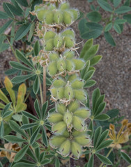 Lupinus densiflorus