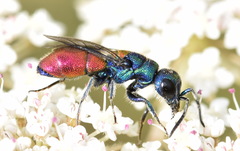 Chrysis scutellaris