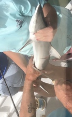 Carcharhinus brevipinna