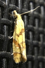 Phtheochroa vitellinana