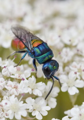Chrysis scutellaris