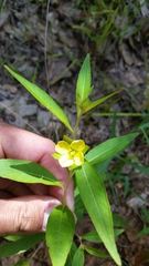 Ludwigia alternifolia