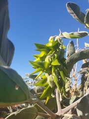 Crotalaria cunninghamii