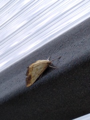 Evergestis extimalis