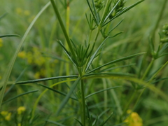 Galium verum