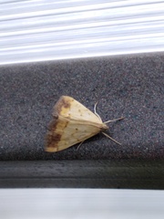 Evergestis extimalis