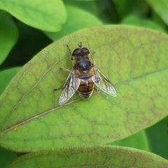 Eristalis tenax