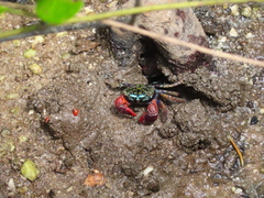 Parasesarma indiarum