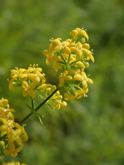 Galium verum