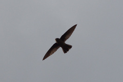 Aerodramus francicus saffordi