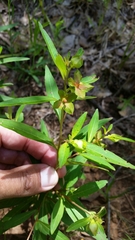 Ludwigia alternifolia
