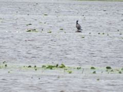 Phalacrocorax carbo