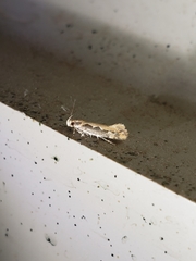 Ornativalva erubescens