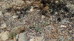 Acanthoscyphus parishii