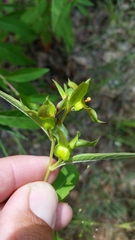 Ludwigia alternifolia