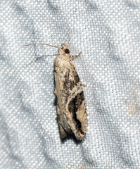 Proteoteras crescentana