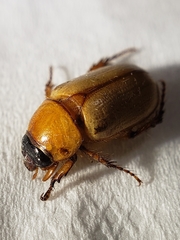 Cyclocephala hirta