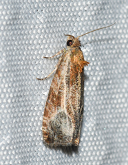 Olethreutes quadrifidum