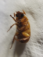 Cyclocephala hirta