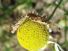 Centrocoris variegatus